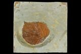 Fossil Leaf (Davidia) - Montana #115205-1